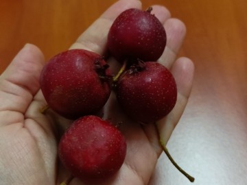 Szkolenie sadownicze w Osjakowie, 